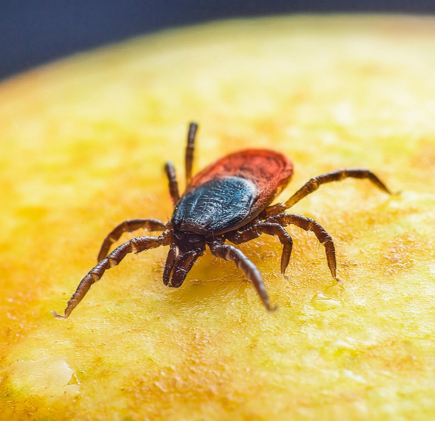 Why Tick Prevention Matters for Dogs? Why Tick Prevention Matters for Dogs?